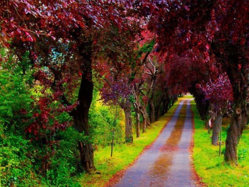 A-Beautiful-Path-Villaviciosa-Asturias-Spain-700x525.jpg